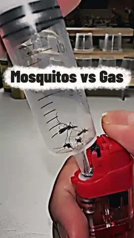mosquito vs Gass chamber #mosquito #gass #revenge #experiments #viralvideo 