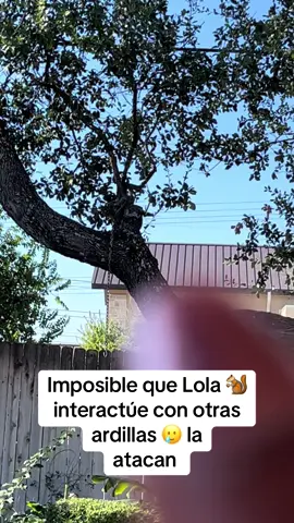 #squirrel #ardilla #ardillarescatada #rescuesquirrel #lolalaardilla 