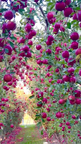I love nature and especially fruit. #Love #nature #apple 