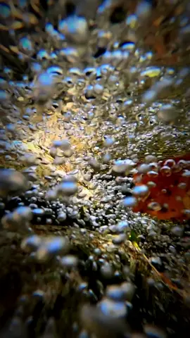 Autumn river  #colors #water #leaves #life #fallow 