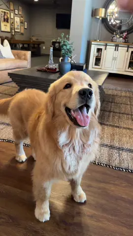 Teddy is obsessed with his interactive dog ball! He’s had it for months and is still obsessed with it 😳 Best dog toy he’s ever had, hours of entertainment for my favorite golden retriever. If you have a dog drop a pic in the comments and say hello to Teddy 🐾 and then get them one of these rechargeable dog balls! #goldenretriever #goldenretrieverlife #dogsoftiktok #puppy #dogtoy 