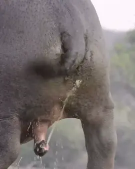 You don’t see this often! Hippo cleans itself.  #elleafricasafaris #elleafricasafari #safari #gamedrive #wildlife 