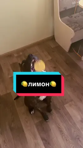 🤭 #рекомендации #реки #реки #американскийстаффордширскийтерьер #стандофф2 
