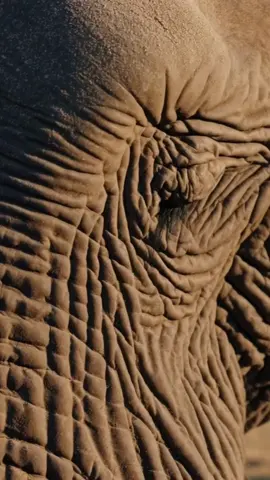 Mother Africa – Die Seele der Elefanten In den goldenen Ebenen Afrikas, wo Sonne und Wind eins werden, wandelt der Elefant – ein Symbol für Stärke, Würde und uralte Erinnerung. Dieses Video fängt seine stille Größe und die unendliche Weite der Natur ein. #MotherAfrica   #Elephant.   #WildlifeCinematography   #SavannahSunset    #SilentStrength 