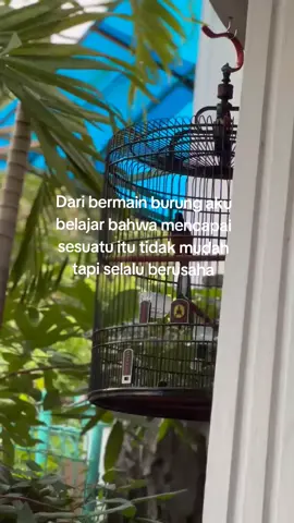 Semua orang memiliki jalan nya masing² semoga sllu menjadi yang terbaik #fyp #muraibatuindonesia #singlefighter #muraibatumania #pecintaburungkicau 