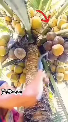 kelapa nya lebat sekali ... 
