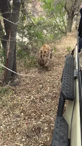 Follow 👉🏼 @curious safaris From the quiet crunch of Tiyani and her cub feeding high up in the canopies to the sudden calls of hyenas closing in, everything then shifted in an instant.  As if hyena and leopard drama isn’t already enough, a pack of African wild dogs burst onto the scene turning one leopard sighting into a full-blown predator spectacle only the Sabi Sand can deliver. #curioussafaris #tourguideombima  #wildlifephotography #africa #safari 
