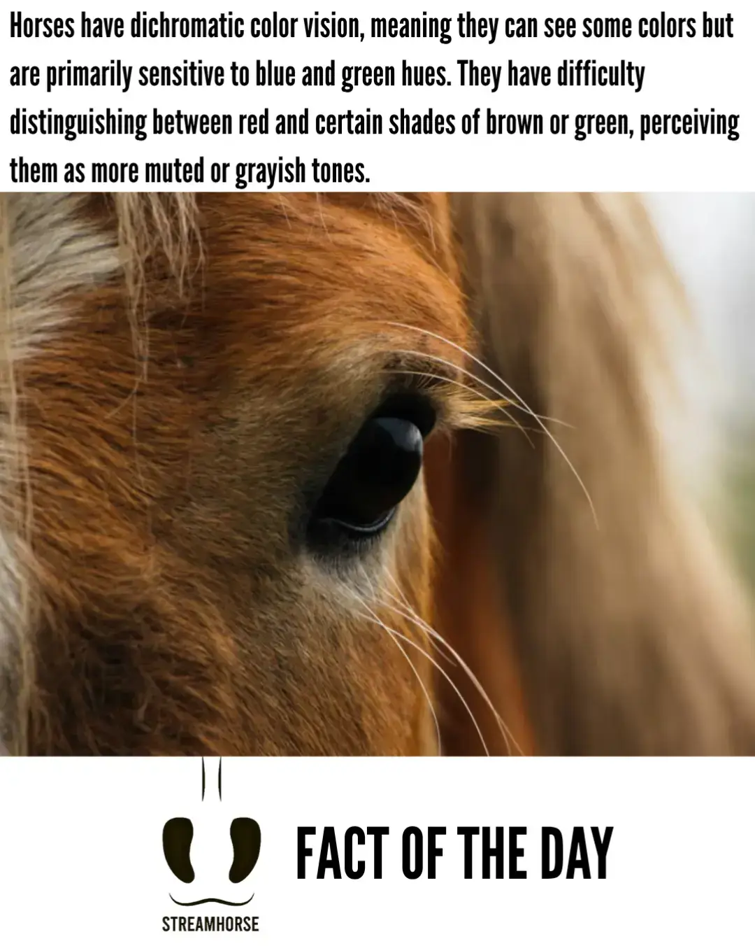 horses have dichromatic color vision 👀🐴 #facts #factoftheday #horses #eyes #colors 