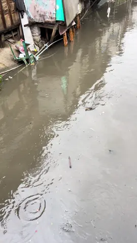 🐊: Aduh buu tolong saya blm kawinnn #fyppppppppppppppppppppppp #buaya🐊 #zxycba #kocak #fypシ 