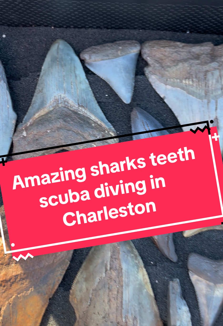 Black water diving in Charleston, SC for sharks teeth! #scubadiving #blackwaterdiving #megalodon🦈 #fossilhunting #epic@Matthew 
