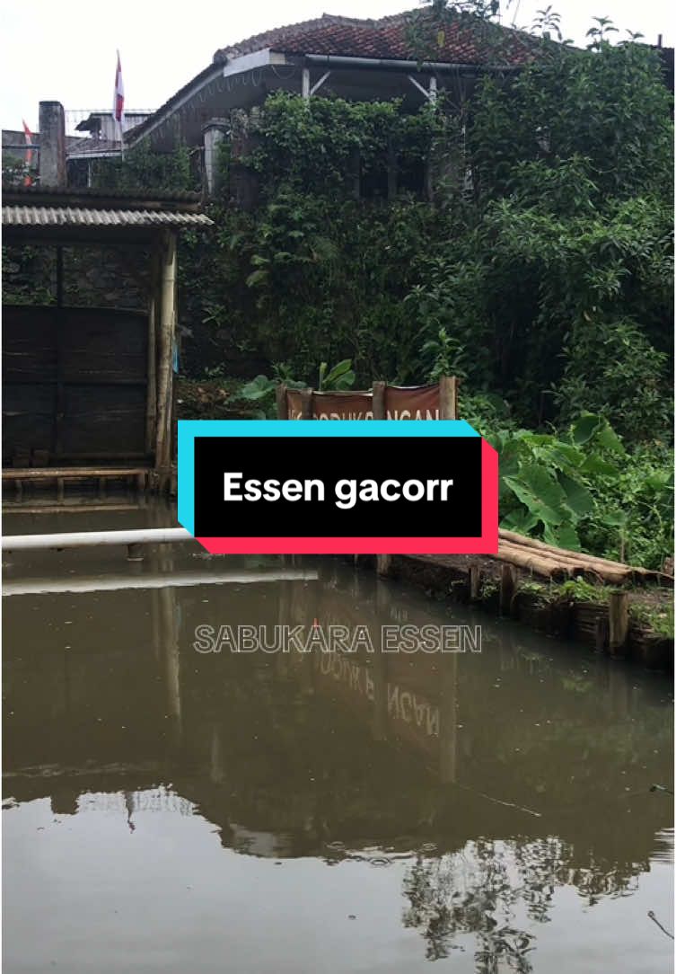 Essen gacor ikan mass rame indukan #tiktok #mancing #fyp #hobby #viral #essen #lewatberanda #essen #ikanmas #ikan #racikan #umpanmancing #umpan #resep #mancingikanmas #promomakangajian #fypmancing #manicingmania 
