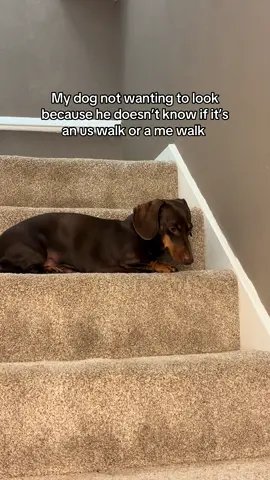 The best walks 🐾  #fy #dachshund #pet #dachshundsoftiktok #sausagedog 