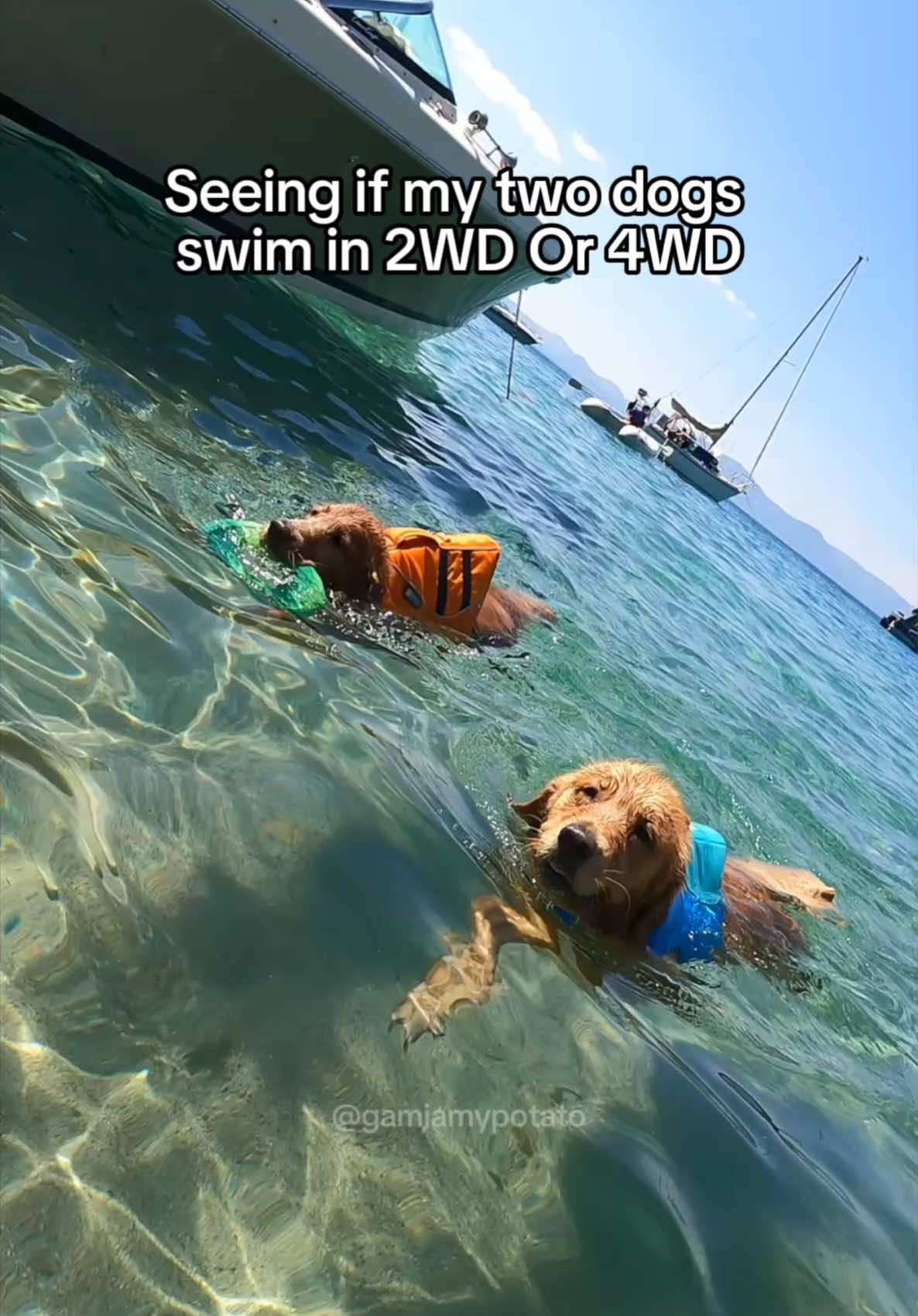 I can watch those paddling legs all day 😆 #cutedogs#funny#therapy#goldenretriever 