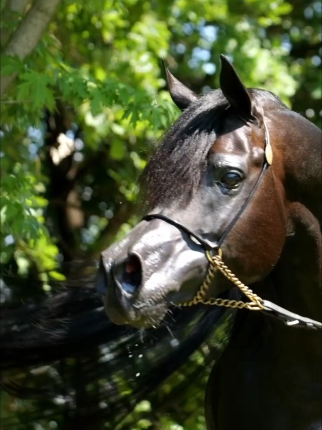 #horse #arbianhorse 
