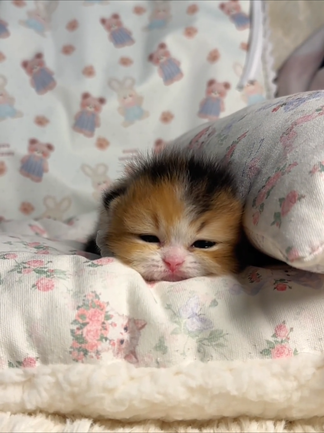 So cute.😊#cute #kitten #cats #pets 