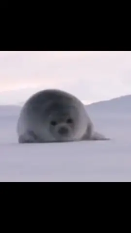 NO SEALS!!! BE CAREFUL!!! NOOOO!!!!!  #seal #seals #sealtok #explosion #CapCut 