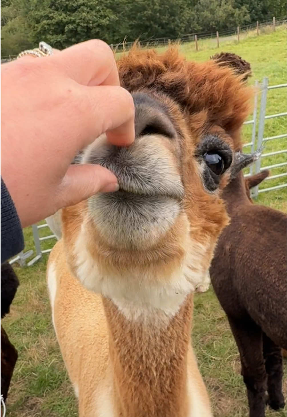 Nom nom nom 😋 #penninelodgealpacas #alpacasoftiktok #alpaca #alpacas #alpacafarm 