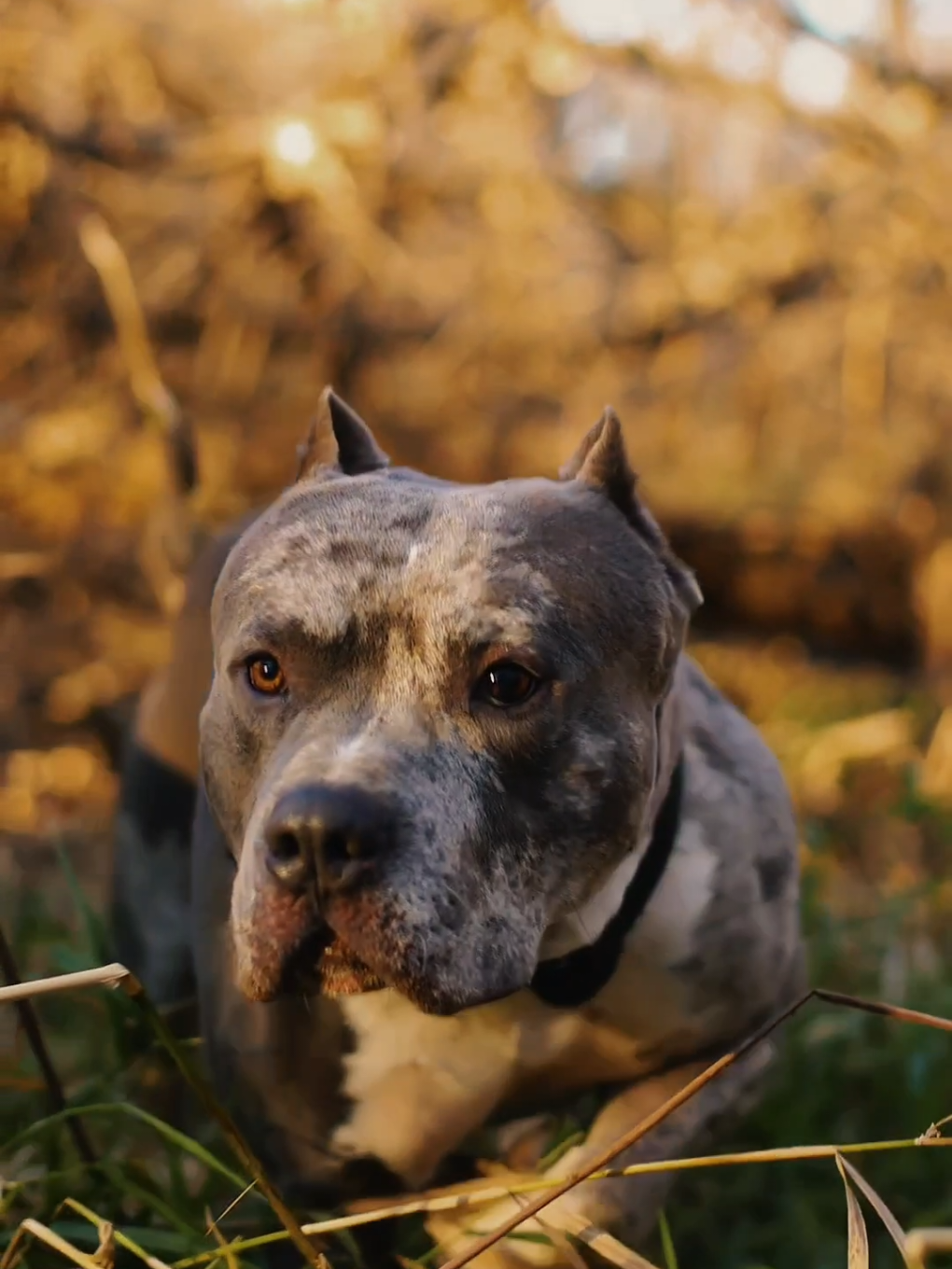 Zarek and Cheesecake playing out in the woods last fall❗🐾🐾😍🍂🍁🍂 .  Filmed and edited by owner @roman_mpls 📽️🎬 . #merle_mansion_bullies #americanbullies #americanbully #xlbullies #CapCut 