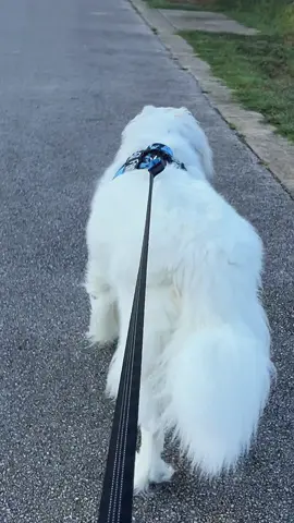 POV: When you’ve got impawtant 🐾 places to be…. #greatpyrenees #dogsoftiktok #funnydog 