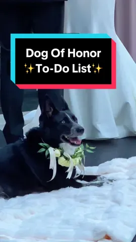 A busy day as the Dog Of Honor 🥰 #weddingpetcare #dog #dogsoftiktok #wedding #weddingday #trend #todo #PetsOfTikTok #fyp #foryou 