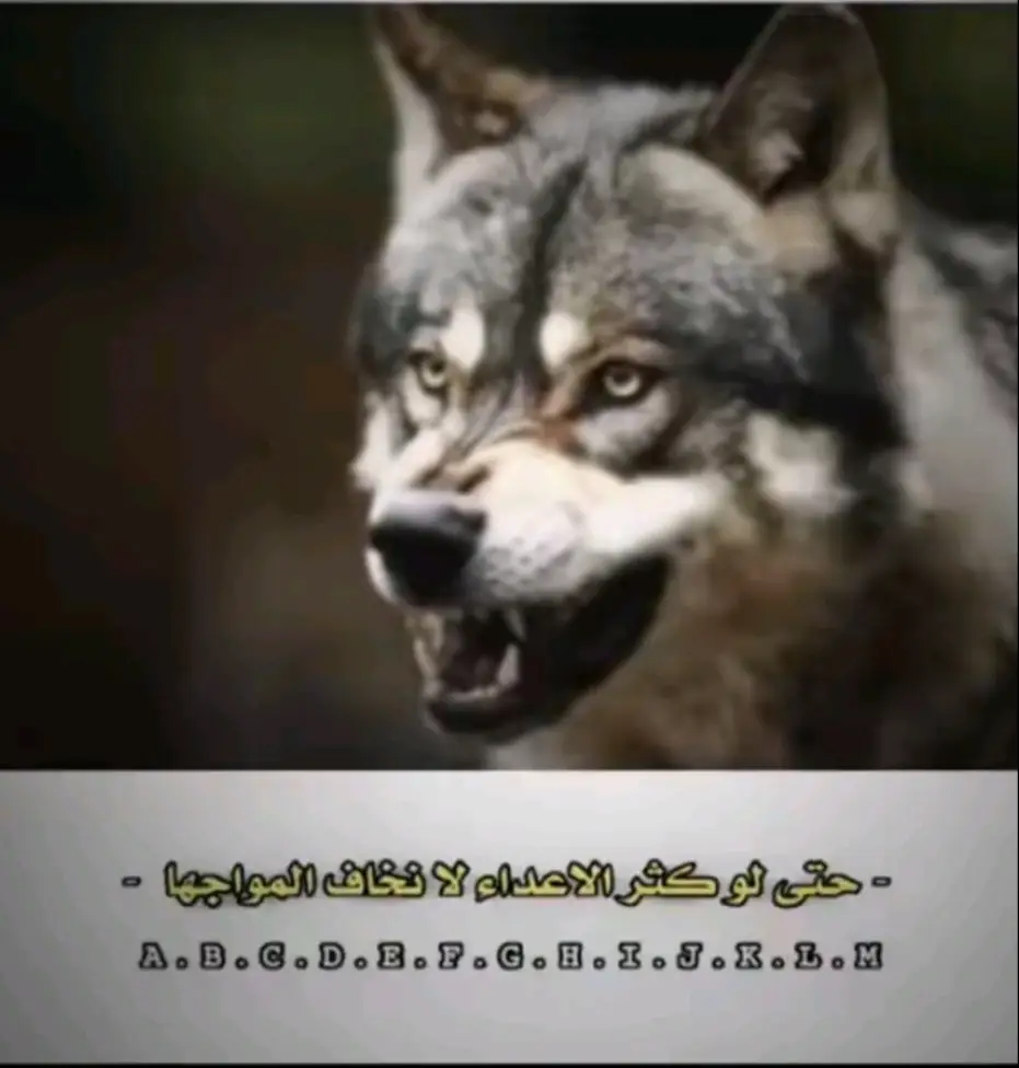 #مشاهير_تيك_توك 
