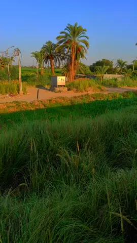 جزء |24 يا نخل عالي ❤️🏝️👳 #فنان_الصعيدي_الريس_شحات_البنجاوي  #البنجاوي #مزمار #طبل_بلدى  #صعيدي_ياخال_والاسم_لوحدو_مواااال 
