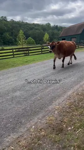 They’re back in their enclosure now but this was too funny not to share 🤣 #cows #fyp #rescue 