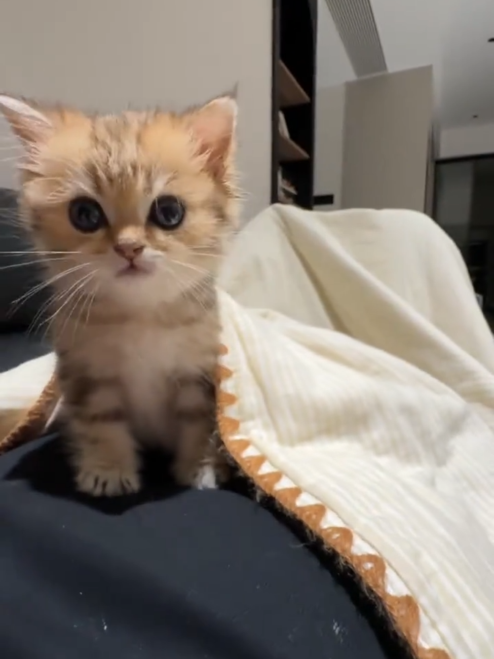So cute #cutecat #pet #kucing #kitty 