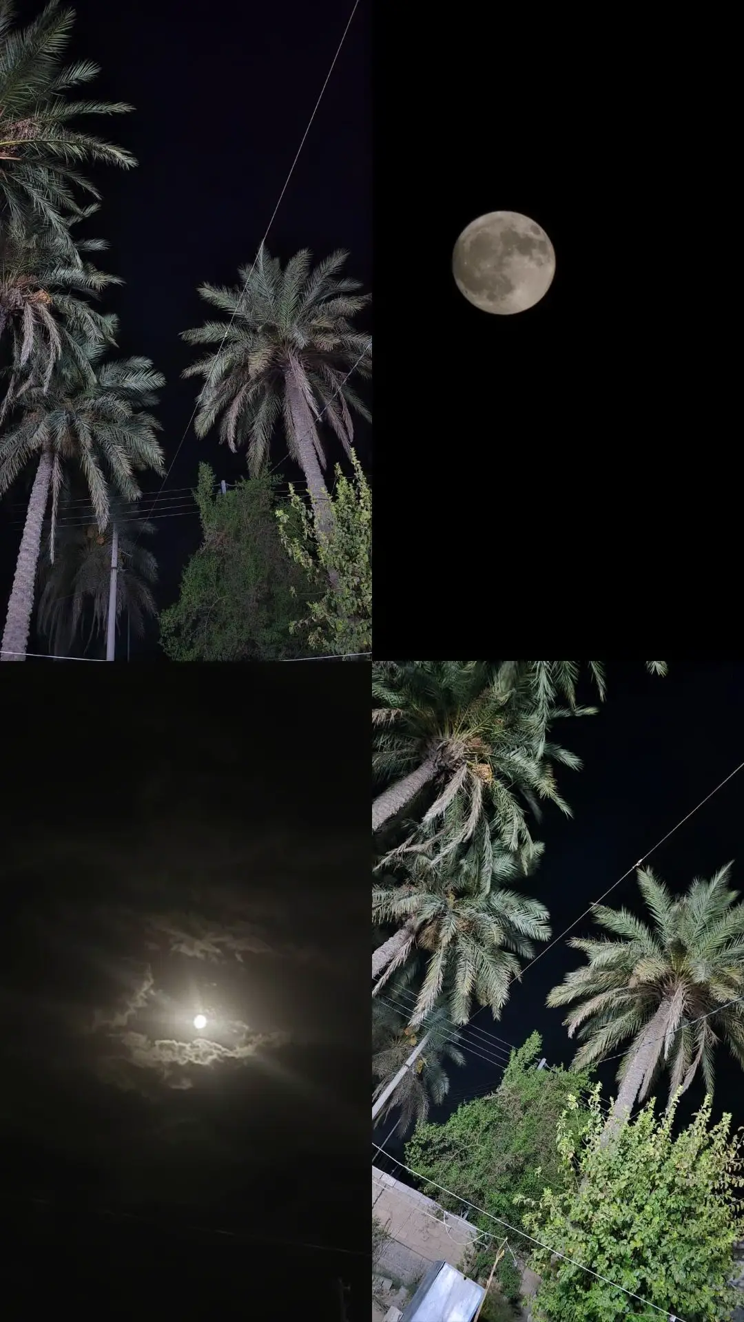 عل جرف كعدنه ليالي.. 🌝🌴🌿