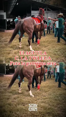 El AGUILA #elmenotx #foryoupage #fy #quarterhorse #cuadralatalega 