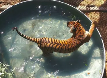 cute tigers #tiger #tigers #cute #sweet #animal #stripes #orange #wild #fyp #рекомендации #тигр #тигры #полосы 