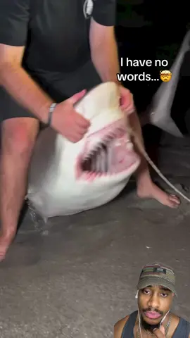 Shark almost had a smoove snack 🦈😑🤣 #sharks #shark #sharkweek 