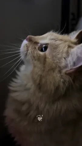 Your world is my world … And my fight is your fight. My breath is your breath. #TinyPaws🐾𓃠 BigDreams                                      ❦ 𝑉ᵀ   °｡⋆* 🐾 ʚ   #MonieFamilies  °｡⋆* 🐾 ɞ   #MeowVerse  #OneTime #CatCinematic