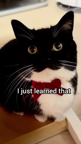 That's why #cat #meme #funny #georgieebom #fyp 