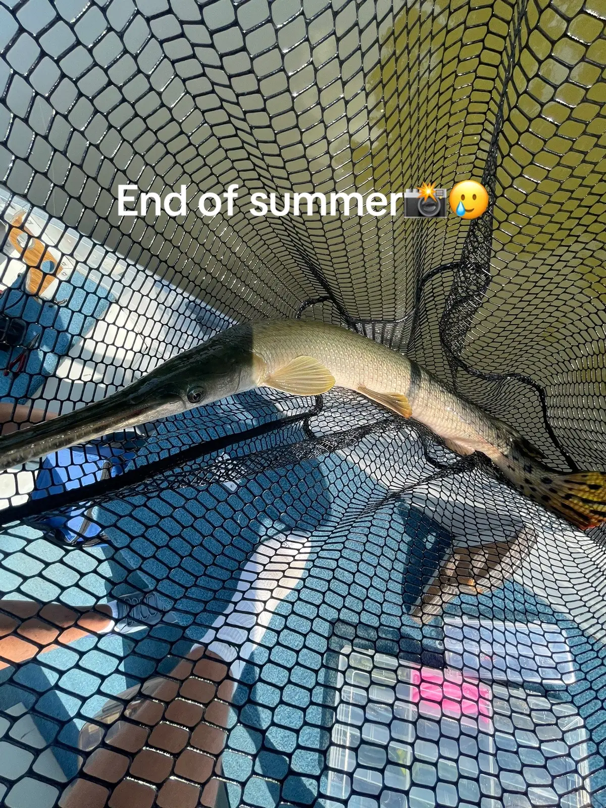 #viral #Summer #school #fyp