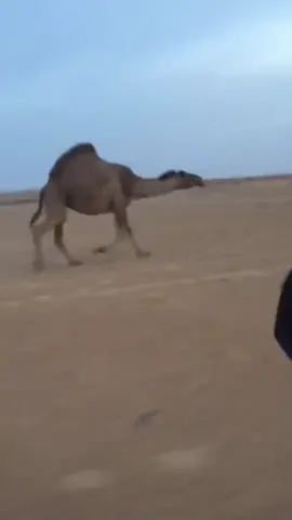 #بعيد_الهقاوي_البقمي 