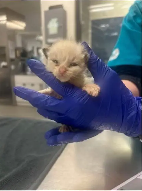 🚨🚨Miami FL A272255253 neonate kittens need rescue🚨🚨 help asap This Pet #A2722552 is in urgent need of rescue to ensure ongoing treatment for the following behavioral or medical concerns: Pet has a umbilical injury and superficial open wound on the left rear leg bottle feeder This pet #A2722553 is in urgent need of a foster/rescue home to ensure ongoing care for the following: Neonatal care: bottle feeding. 🚨 Tap the link 🔗 in bio to donate 