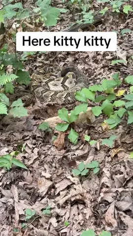#snake #rattlesnake #timberrattler #herekittykittykitty #fyp