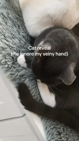 Cat reveal #veinyhand #catreveal #fypp #fyp #fyppppppppppppppppppppppp 