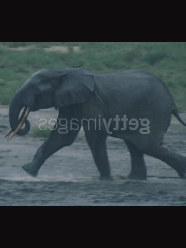 African Forest Elephant (Loxodonta cyclotis) Edit Video #africanforestelephant #Congo #wildanimals #Africa #Elephants 