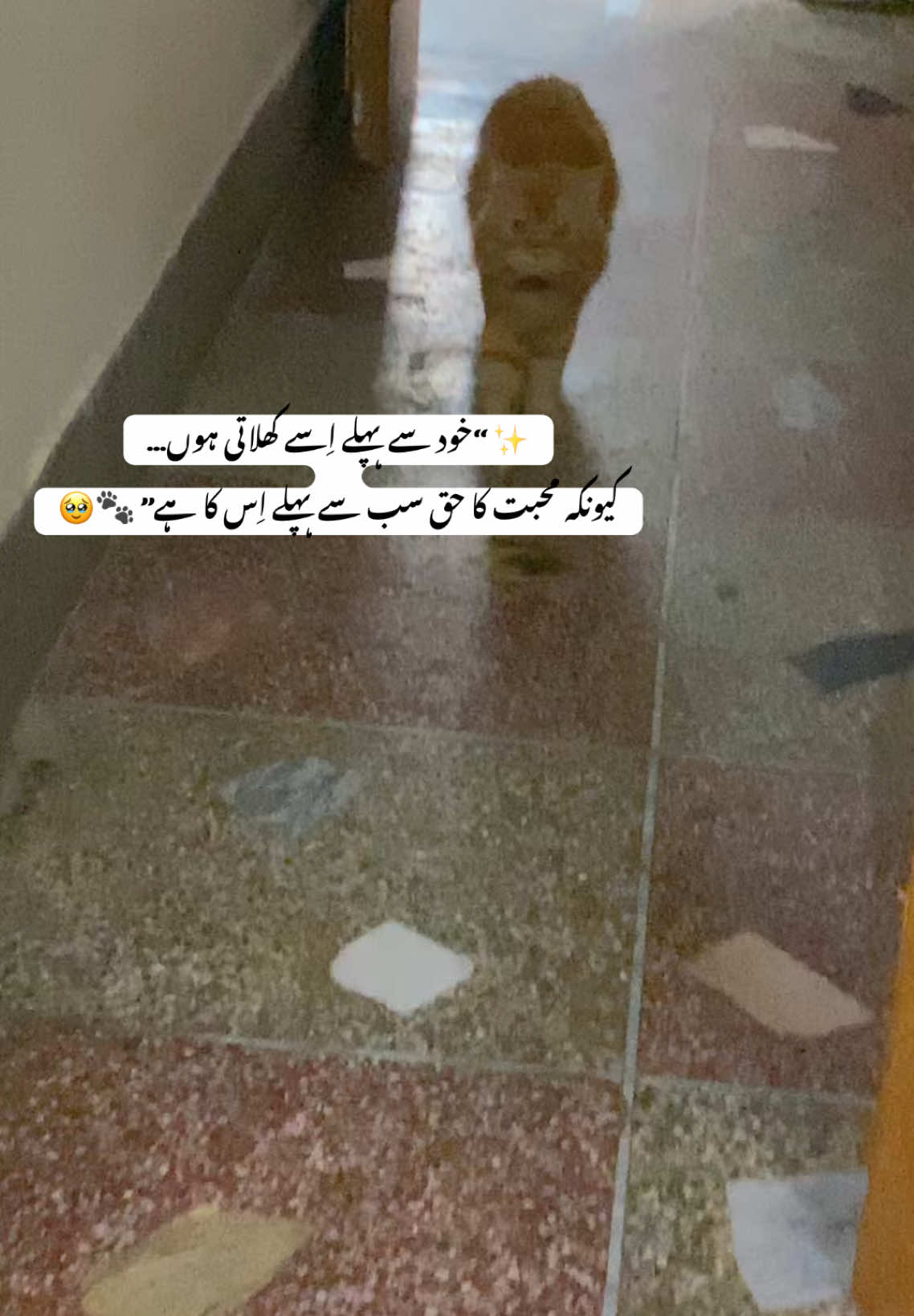 ✨ “خود سے پہلے اِسے کھلاتی ہوں… کیونکہ محبت کا حق سب سے پہلے اِس کا ہے” 🐾🥹#CapCut #FurEverMine #สโลว์สมูทสปีดสโลว์capcutvelocity❤️‍dubai #สโลว์สมูทสปีดสโลว์capcutvelocity❤️ #foryoupage❤️❤️ 