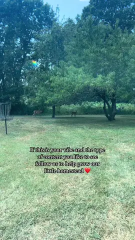 Love this little life ❤️ #smallhomesteading #homestead #chickens #littlelife #homesteading 