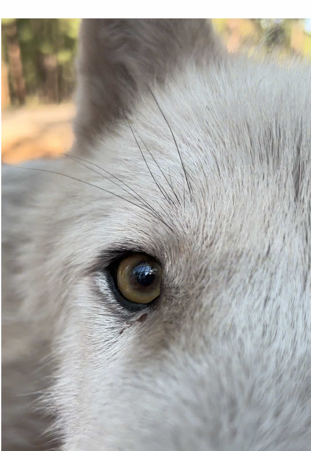 ‼️WARNING‼️ Watching this video may result in your phone being covered with wolf slobber! 🐺 #bearizona #wildlifepark #wolf #wolfpack #arcticwolf 