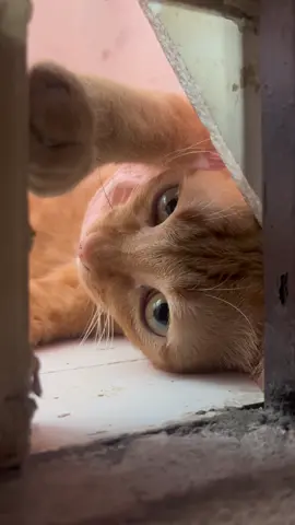 #catsoftiktok #แมวส้ม #แมวน่ารัก #cat #แมวจร 
