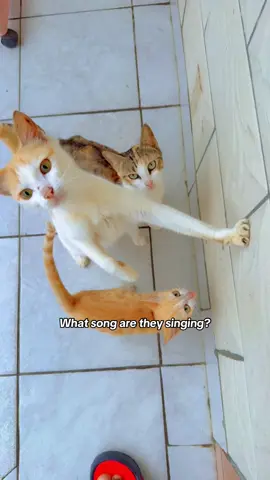 What song are they singing 