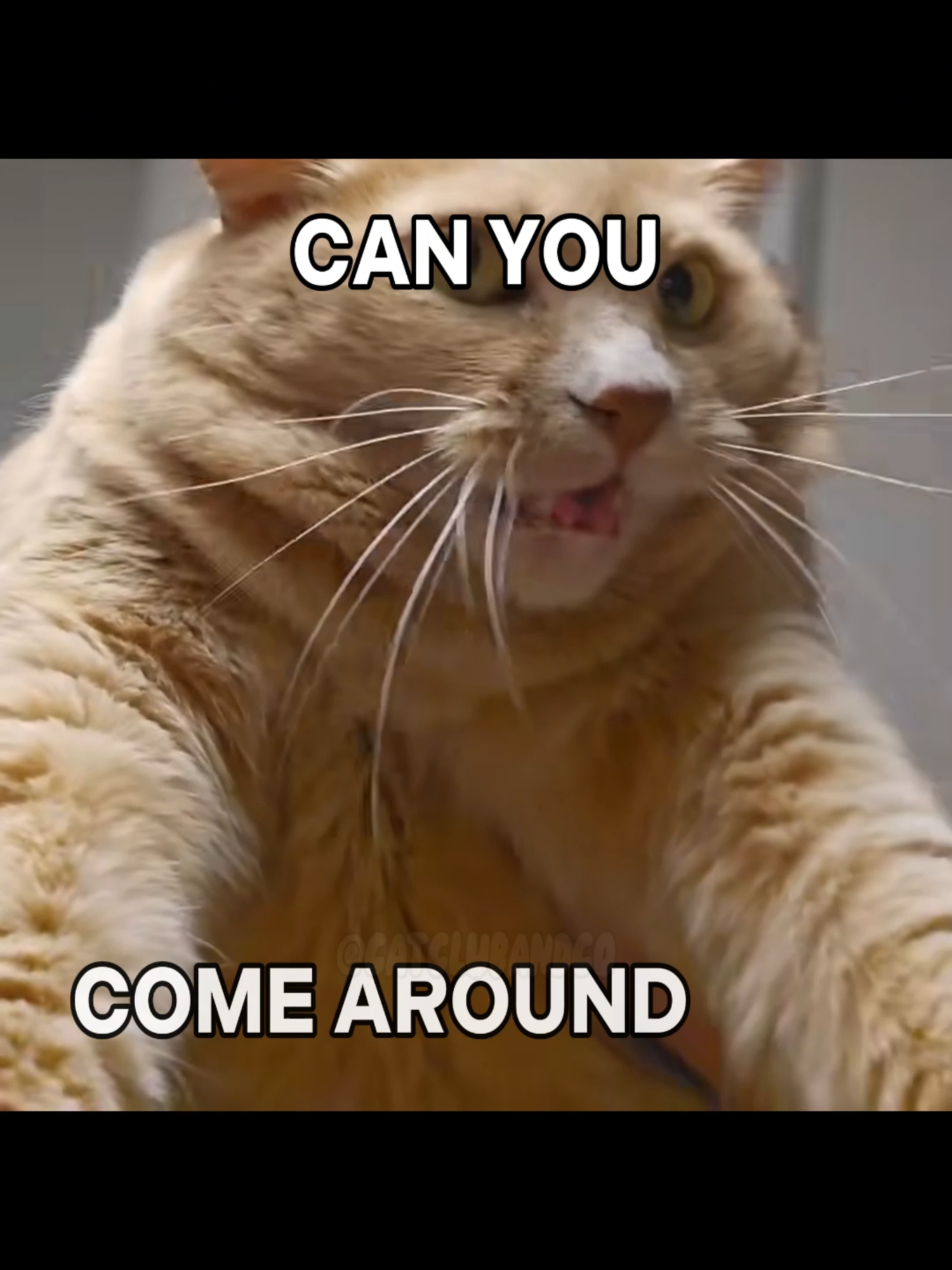 I'M WASTING MY TIIMEEEEEEE #cat #catlover #cutecat #catsoftiktok #catcontent #catslife #catcore #willpaquin