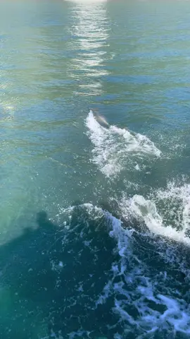 Not everyday you see Dolfins this close🐬 #fyp #newzealand #milfordsound #travel 