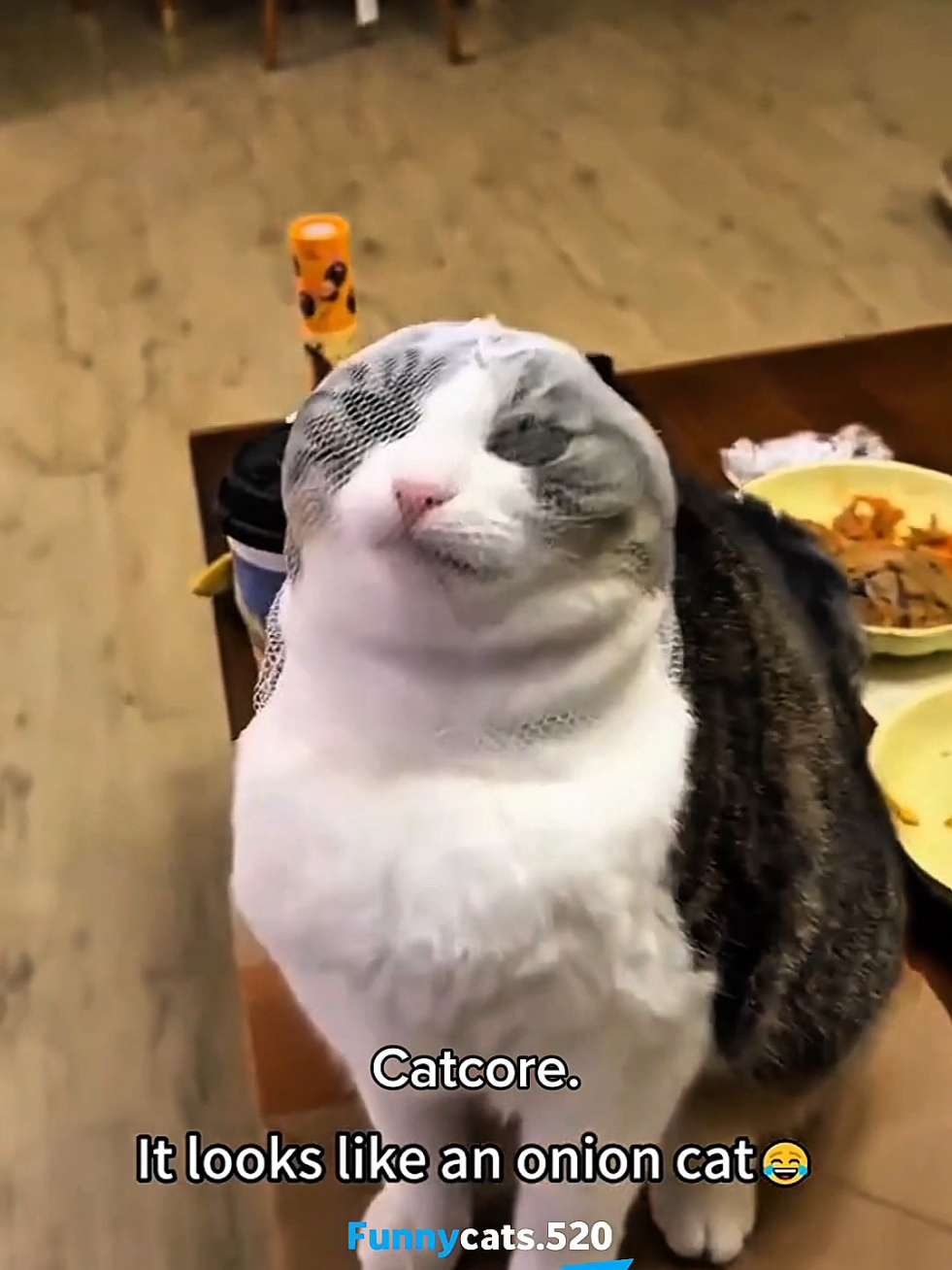 Cat : Please contact my lawyer 2.0 🤣🤣 #catsoftiktok #cats #funnycat #fyp #cutecat 