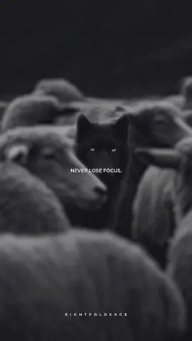 Never lose focus. #motivation #discipline #stoicism #motivationalquotes #fyp 