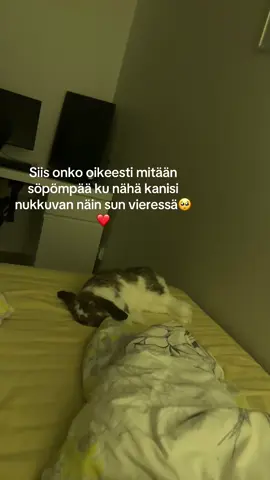 #bunny #viral #rabbitsoftiktok #suomitiktok #fry 
